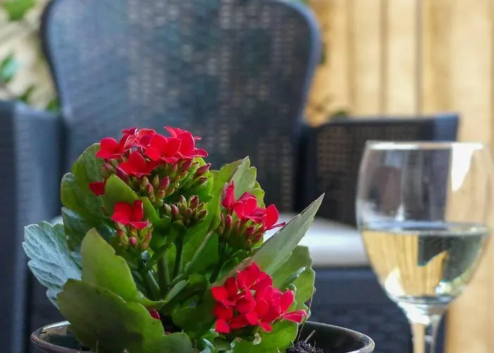 My Splity Nest * 斯普利特